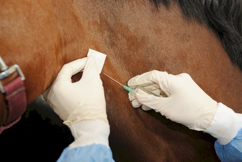 Aprobaron 80 mil dosis de la vacuna contra la encefalomielitis equina